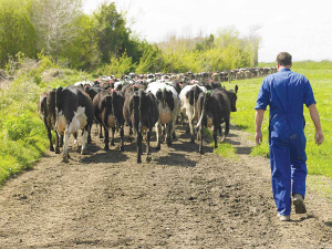 Careful consideration must be given to animal movements on moving day.