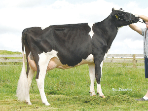 The first cow Pat and Shelley Schnuriger bought together was Fantastic Lartst Like S2F EX4, purchased from the 2011 Waipa Club sale.