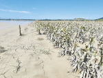 Land covered by clay-based silt could grow good vegetable and arable crops in the next season, according to a new study.