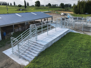 Te Pari’s new modular Artificial Breeding race for integration into both new or existing dairy facilities.