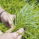 Faster forage gains promised
