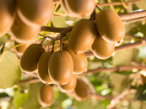 NZ Kiwifruit Growers Inc says its fight to continue using sprays like Hi-Cane has cost the advocacy organisation most of its retained earnings.