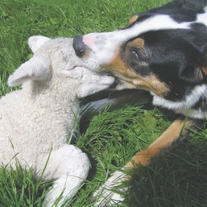 Unattended dogs will cause trouble, warns Anna Holland.