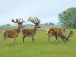 The new deer velvet season has opened strongly.