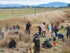 Swannanoa School students and their parents planted 567 seedlings at Rosemary and Brian and Rosemary Whyte’s North Canterbury farm last month.