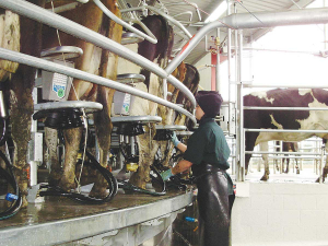 FE can cost dairy farmers at least $100,000 each year in lost milk production.