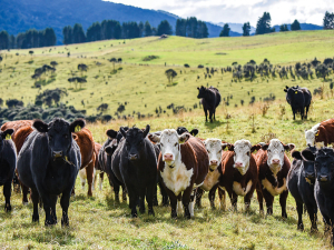 Beef + Lamb New Zealand’s Informing New Zealand Beef programme aims to boost the sector’s profits by $460m.