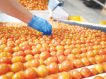 Tomatoes New Zealand is encouraging Kiwis to buy local.