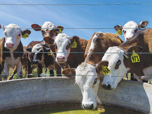 Research shows the need for strategies to mitigate leptospirosis risk, says Professor Jackie Benschop.