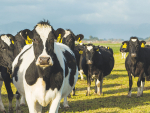 Biosecurity New Zealand is reminding farmers to keep on top of their NAIT requirements.