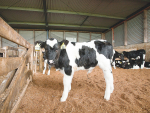 Housing must be dry and draught-free for calves to regulate body temperature.