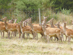 Deer management funding welcomed