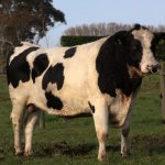 First polled Holstein Friesian bull