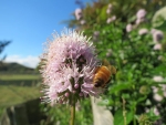 New buzz in beekeeping sector
