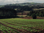 Pukekohe vegetable growers are adapting quickly to Alert Level 4 restrictions.