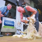 At 53, David Fagan is the oldest competitor on the shearing circuit.