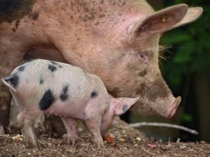 New welfare standards came into effect in pig farming yesterday, meaning sows and gilts must not be confined in stalls during pregnancy.