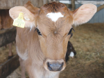 Trace elements play a crucial role in the diets of growing heifers.