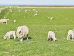 Ewe nutrition and its impact on lambs