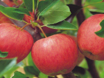 Hastings Orchard fined for illegal agrichemical spray drift
