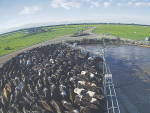 Flow is said to keeps cows calm and happy and eliminates over-zealous backing gate pressure.