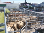In the past 12 months at least 107,000 weaners have been sold at PGG Wrightson weaner fairs.