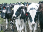 Potential to increase income from calves