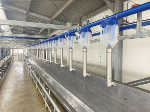 PPP Industries’ in-shed feed system saves time: cows are fed whilst being milked.