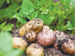 Less blight for potatoes and tomatoes