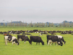 Latest figures released by Statistics NZ show that both the country’s sheep flock and dairy cattle numbers have declined in recent years.
