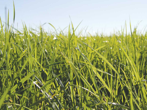 Barenbrug Agriseeds has made its premium Shogun grass seed available “at close to cost” for Southland farmers.