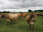National cow numbers peaked around 2014 and have since flattened or declined.