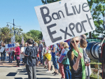 A series of nationwide rallies have been organised in protest of the potential repeal of the live export ban.