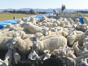Treating twin-bearing lambs pre-lamb proves beneficial to both ewe and twins’ body weights.