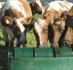Good transition diet sets up cow for lactation