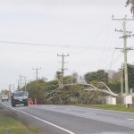 Maintain trees near power lines.