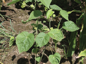 Velvetleaf Control Success in 2025-26 Season Highlights Biosecurity Risks