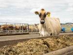 How Trace Minerals Support Dairy Cow Recovery Pre-Mating