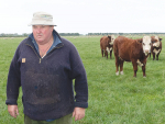 Mark Copland with Simmental-cross animals on his sheep and beef farm near Ashburton. Photo: Rural News Group.