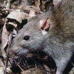 Glueboards are used to monitor and trap rodents.