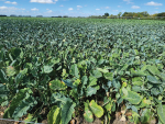 Farmers are being urged to plan carefully to mitigate any risks associated with winter grazing next winter.