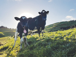 Farmers in New Zealand want to breed cows that are more productive, last longer and convert feed more efficiently into milksolids.