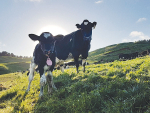 Genetics can help herds lift efficiency