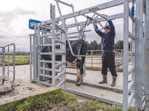 The new Te Pari Classic Hoof Handler offers excellent access for hoof paring and safe, easy access to the head, neck and body of the cow for other vet tasks.