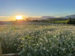 Organic &amp; Biodynamic Winegrowing Conference