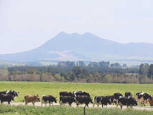 Cows coming in for miking with Mount Tauhara in the background.