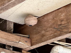 Biosecurity NZ ramps up hunt for yellow-legged hornet on Auckland’s North Shore