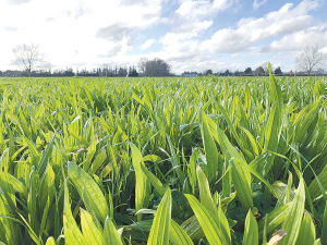 Dr Tony Conner believes that forages other than plantain have not been adequately studied for their potential value as N-mitigation tools.