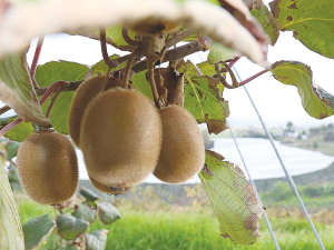 Along the east coast, maize has been a crop grown by Māori but now kiwifruit and other high value crops are starting to appear.