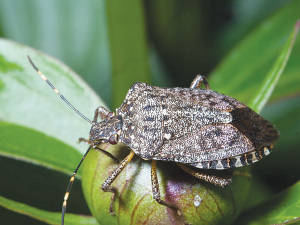 The brown marmorated stink bug (BMSB) poses a major threat to NZ&#039;s horticulture industry.